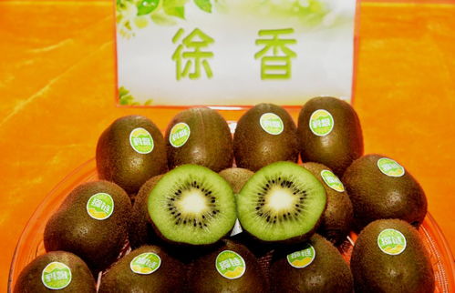城固獼猴桃 自然好味道，健康新選擇