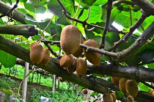 和平獼猴桃熟了，國家地理標志產品火熱上市