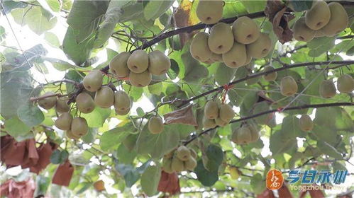道縣高山紅心獼猴桃線上線下銷售旺，市場熱度持續攀升