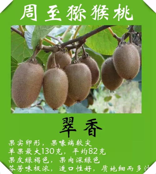 克拉瑪依人專享 獼猴桃直采直銷基地，新鮮包郵到家