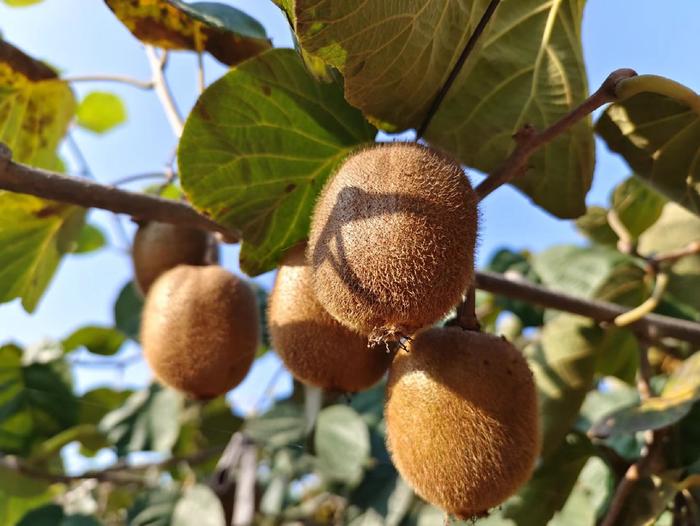 百名采購商陜西果業(yè)產(chǎn)區(qū)行 走進獼猴桃之鄉(xiāng)，聚力拓寬銷售新通路