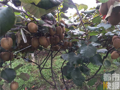周至十萬斤獼猴桃豐產(chǎn)滯銷，果農(nóng)期盼客商助農(nóng)解憂