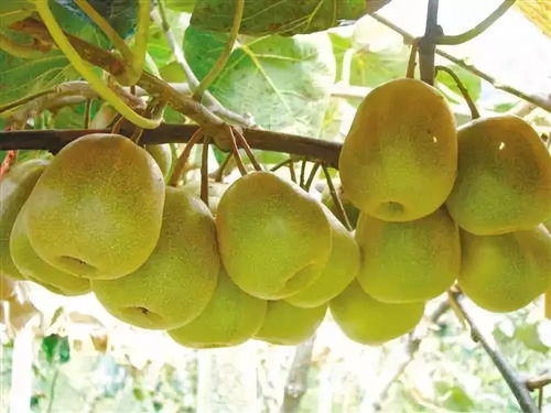 黑山北門4萬(wàn)斤獼猴桃待售，呼吁社會(huì)力量助果農(nóng)渡難關(guān)