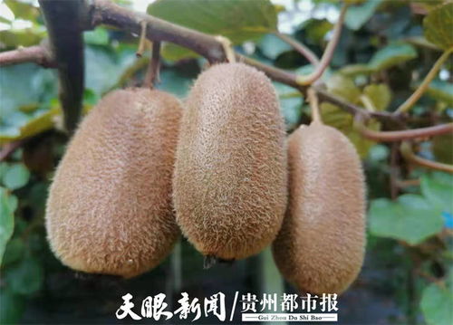 貴州修文7萬(wàn)噸獼猴桃開啟網(wǎng)絡(luò)預(yù)售，電商賦能拓寬“黃金果”出山路