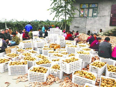 價(jià)格低迷的背后 產(chǎn)量激增與市場(chǎng)變化如何影響獼猴桃銷售