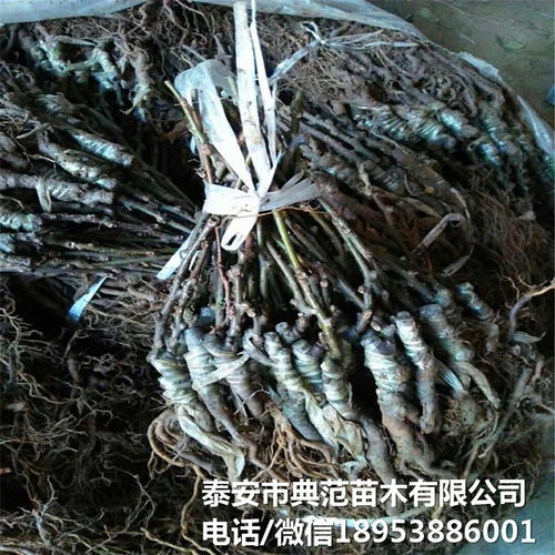 布魯諾獼猴桃苗市場(chǎng)全解析 銷售渠道、價(jià)格與產(chǎn)業(yè)發(fā)展