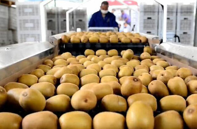 從分選加工到市場銷售 探索獼猴桃產業的精細化發展之路