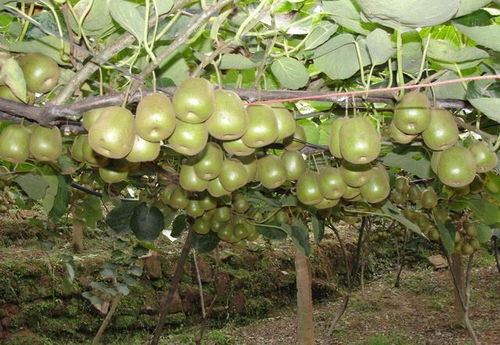 國產獼猴桃與新西蘭奇異果大比拼 不比不知道，一比嚇一跳