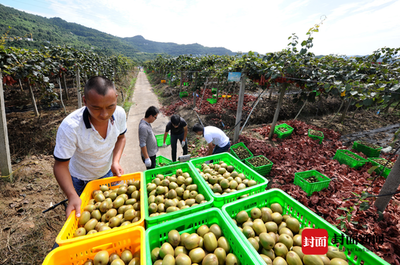 洞見趨勢，銷路共贏 中外專家攜手破解紅心獼猴桃全球銷量升級密碼